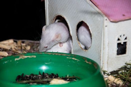 Many albino white rats in a cage close up