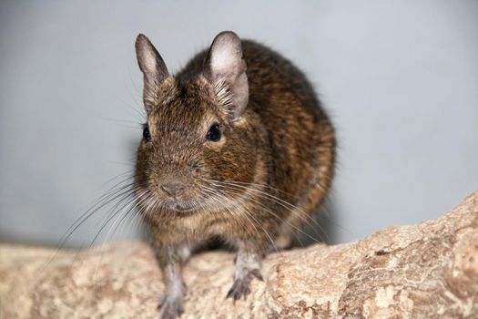 A gray squirrel degu sits close up, cute pet