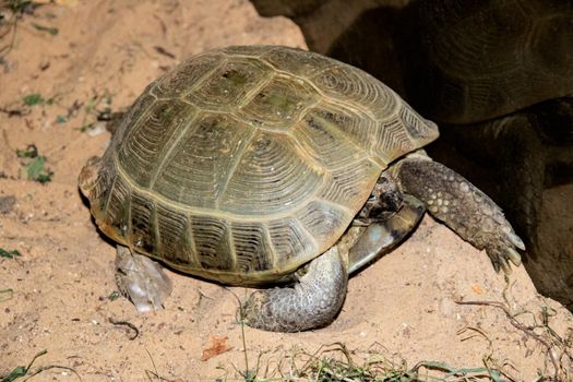 Green turtle in the sand close up, copy space, pet