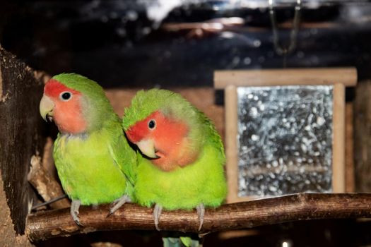 Two green parrots are sitting on a branch in a cage close up