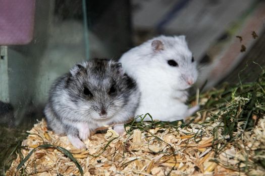 Two hamsters sitting in a cage close up, funny pet