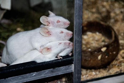 Many albino white rats in a cage close up