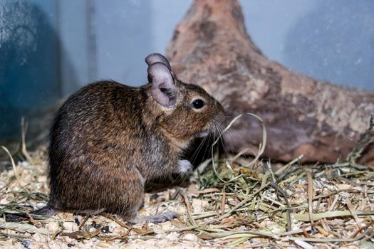 A gray squirrel degu sits close up, cute pet