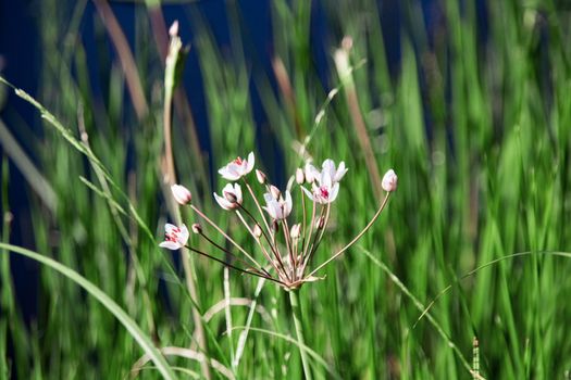 White flower close up on green grass background, summer nature