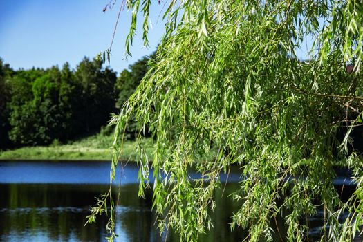 Branches of a tree with leaves against a background of lake and forest, copy space