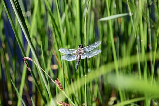 Dragonfly sitting on a green stalk of grass close up
