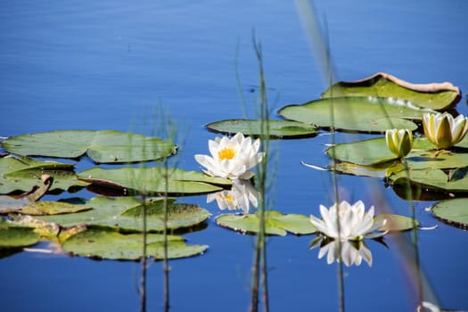 White lilies on the water's surface among green leaves close up