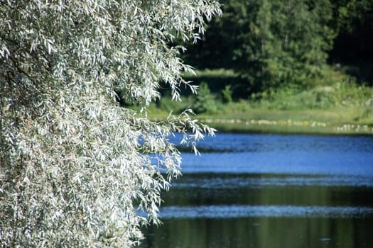 Branches of a tree with leaves against a background of lake and forest, copy space