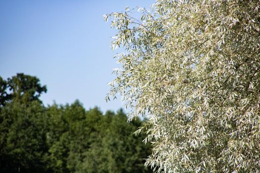 Twigs of a tree with green leaves on a blue sky background, copy space