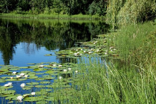 Waterfront with green trees and vegetation in forest, summer landscape