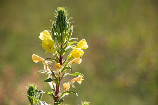 Yellow flower close up on green grass background, summer nature