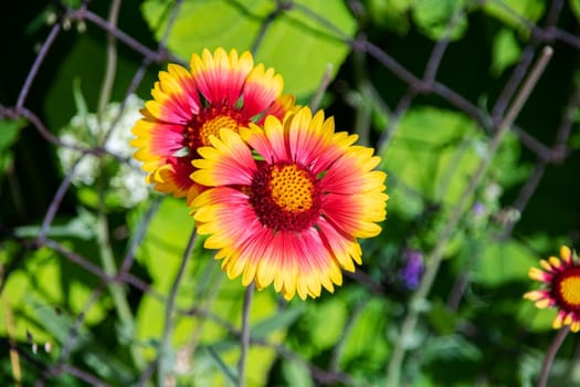 Yellow flower close up on green grass background, summer nature