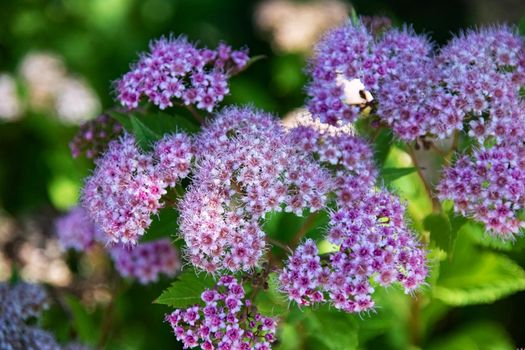 Purple flowers close up on green grass background, summer nature