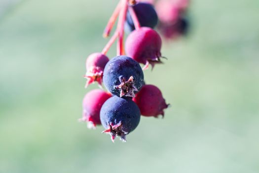 Red and blue wild berries on a branch close up, macro photo