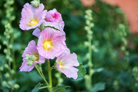 Pink flower Stockroses close up on greenery background, copy space