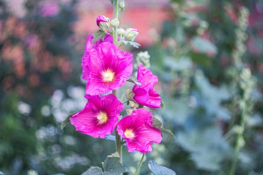 Pink flower Stockroses close up on greenery background, copy space