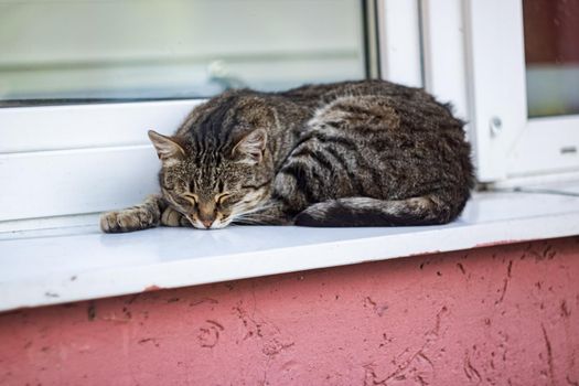 Gray cat lying on the windowsill close up, cute pet