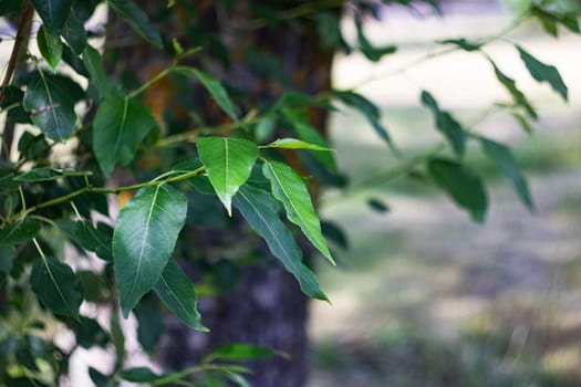Green leaves on a tree branch close up, copy space