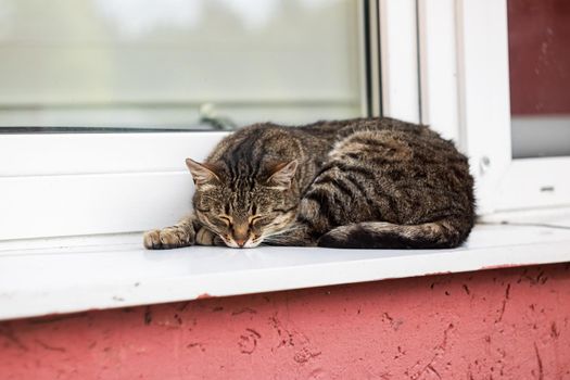 Gray cat lying on the windowsill close up, cute pet
