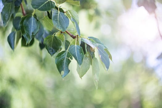 Green leaves on a tree branch close up, copy space