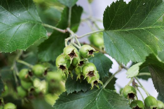 Green nuts on a branch with leaves close up, macro photo