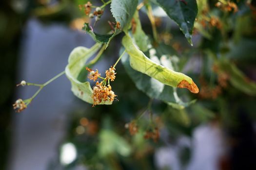 Linden seeds on a branch with green leaves close up