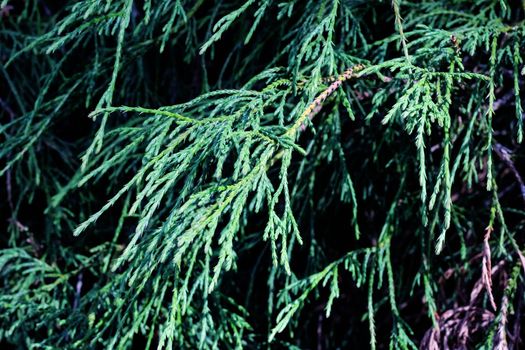 Cypress green branches close up, macro photo, background or texture