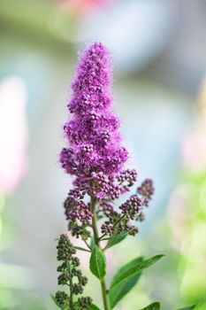 Pink garden flower on a branch with green leaves close up