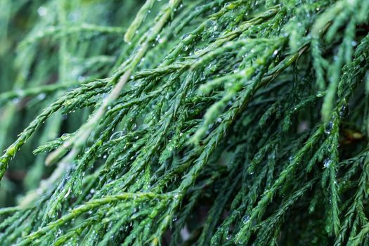 Green thuya branches with water drops close up, macro photo