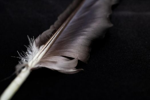 Gray feather close up on a black background, macro photo