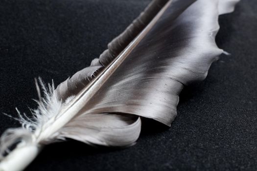 Gray feather close up on a black background, macro photo