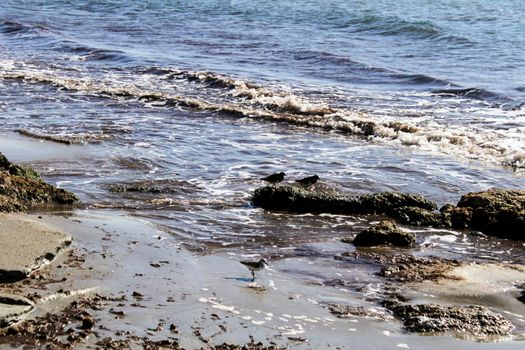 Birds on the shore in the morning