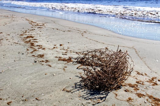 Dry plant pushed by the wind on the shore