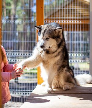 A beautiful and kind Alaskan Malamute shepherd sits in an enclosure behind bars and looks with intelligent eyes. Indoor aviary. The dog is stroked by hand