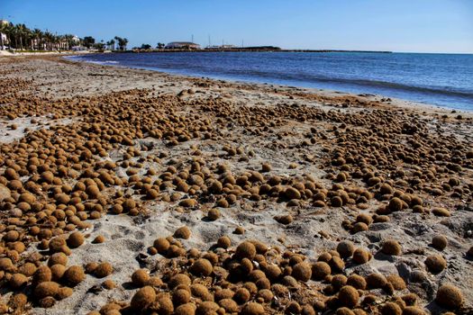 Oceanic Posidonia remains on the shore after the storm in Santa Pola, Spain