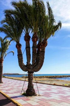Beautiful five-arm palm tree on the promenade of Santa Pola, Alicante