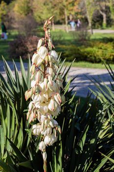 Blooming beautiful Yucca Flowers  flowers in view