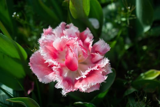 Beautiful colorful tulips flower in spring time garden