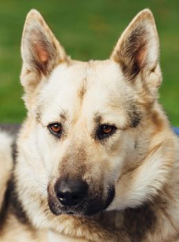 portrait of dog face, green background