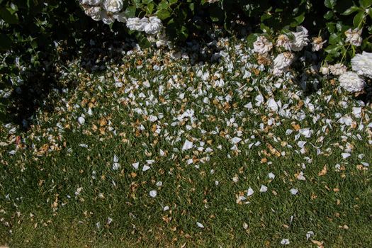 Rose petals in view representing love and romance