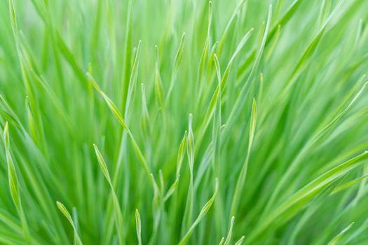 green grass close up as background macro. High quality photo