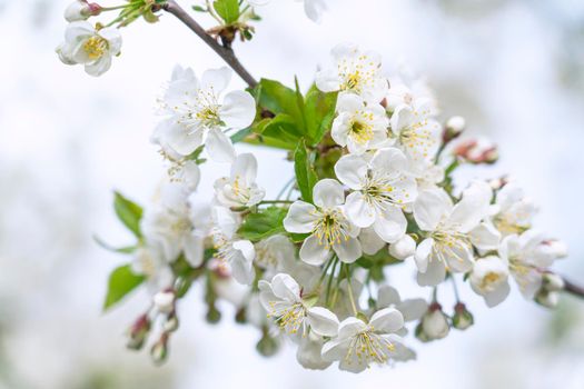 Flowers of the cherry blossoms on a spring day