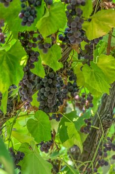 Fascicle red grape growing among the leaves. Vine branch with racemules of red grape