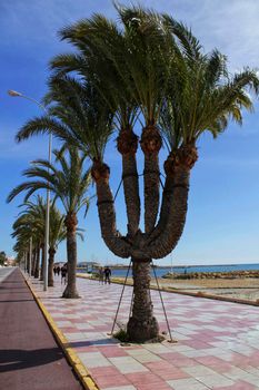 Beautiful five-arm palm tree on the promenade of Santa Pola, Alicante