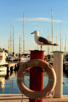 Seagull sunbathing on the waterfront in a sunny day