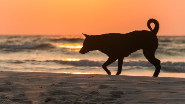 A black puppy is playing at the beach, at sunrise in the morning.