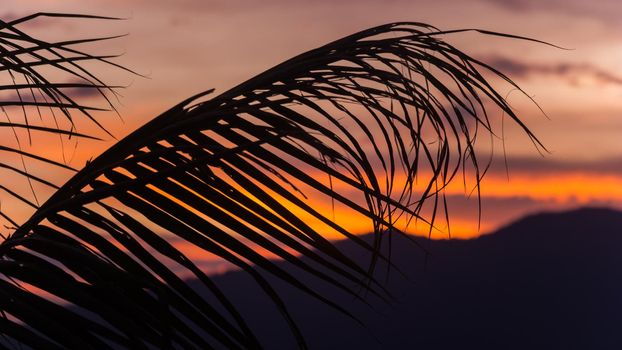 A palm leaf silhouette at sunset