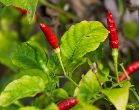 Red chilli pepper growing on a green bush