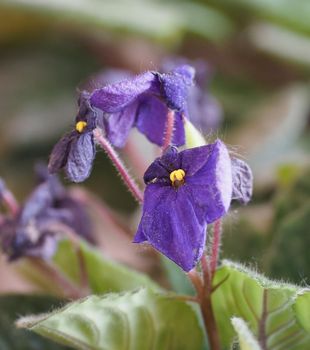 saintpaulia aka African violet(scientific name Streptocarpus Saintpaulia) plant purple flower