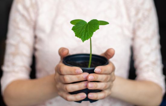 The girl is holding a black pot with a green plant on a dark background. Seedlings of cucumbers in a pot, ready for planting in the ground. Environmental protection. Respect for nature